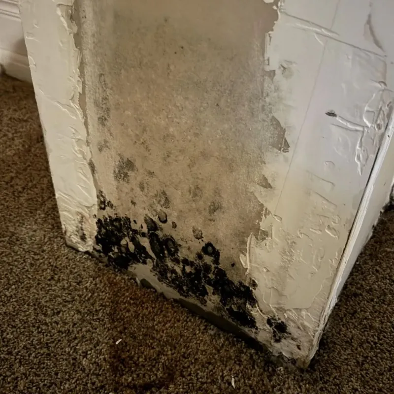 Professional Mold Removal in Mooreland, OK